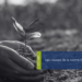 Mains qui tiennent une plante dans la terre