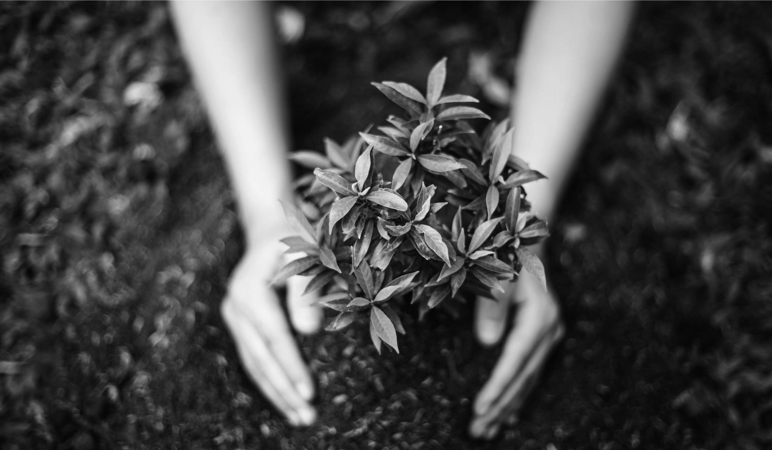 Comment les certifications ISO contribuent aux objectifs de développement durable ?